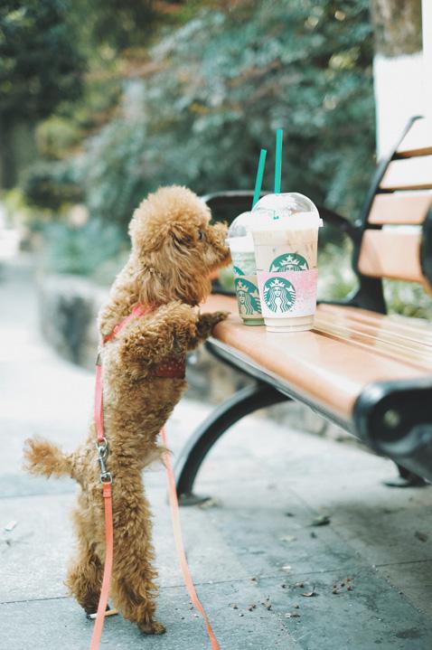 Small leashed auburn poodle stands up to lick coffee drinks sitting on park bench