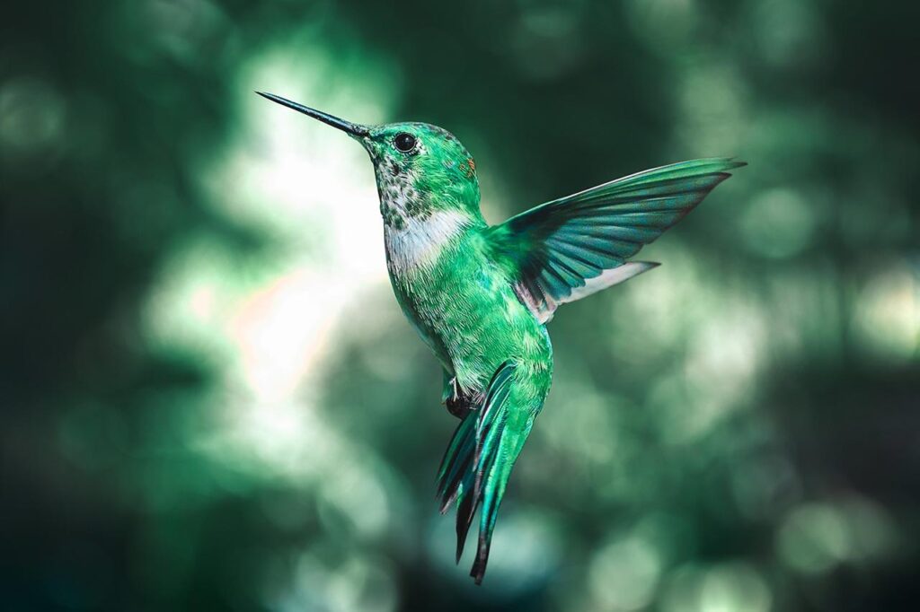 A green hummingbird flies against a blurry, green backdrop