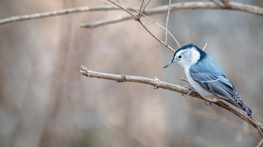 A blue jay sits on a small twig
